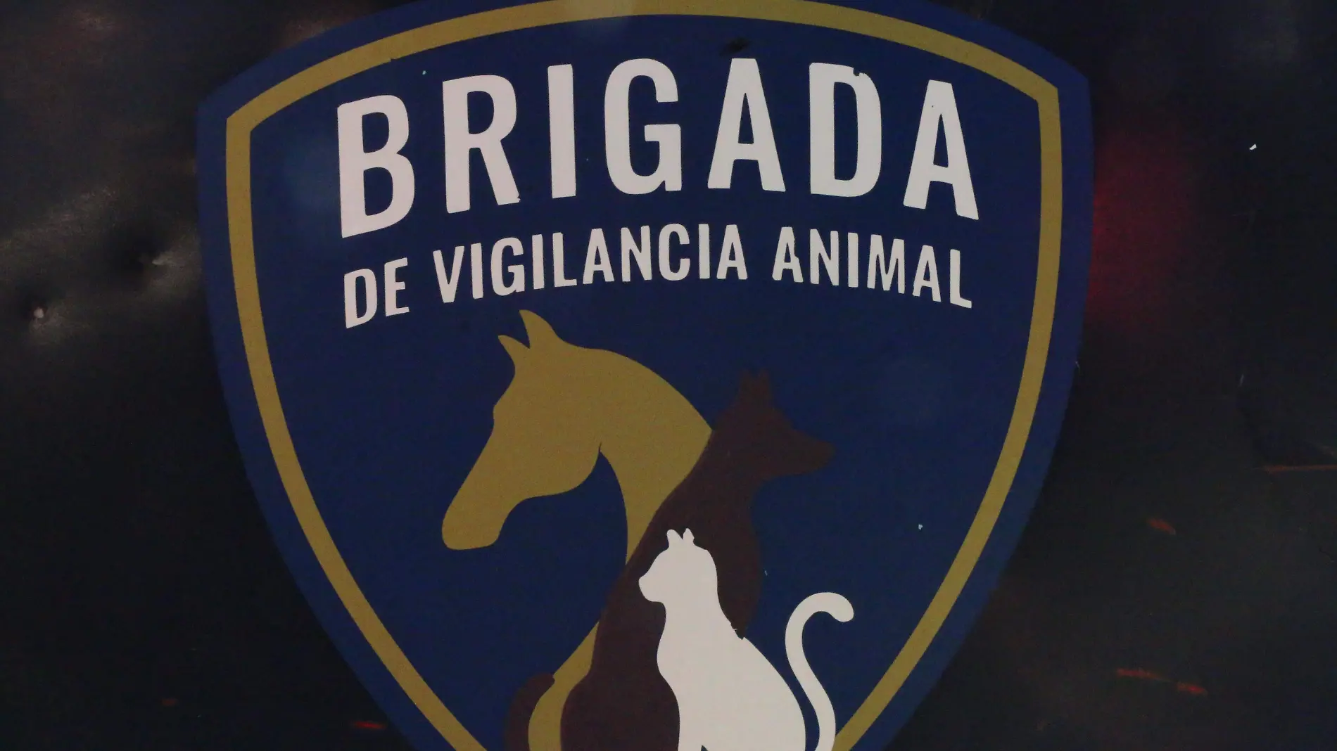 Llamadas a Brigada de Vigilancia Animal aumenta en temporada de lluvias